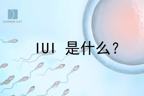 泰国SuperiorART燕威娜专家讲解,IUI(宫腔内人工授精)是什么？