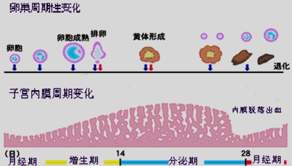 子宫子宫内膜受溶性会影响泰国试管成功率吗