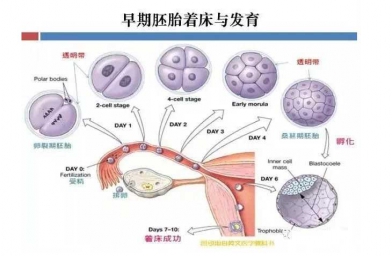 伊春姐妹做试管婴儿胚胎停育、空孕囊，都是怎么一回事？-备孕试管不孕不育知识